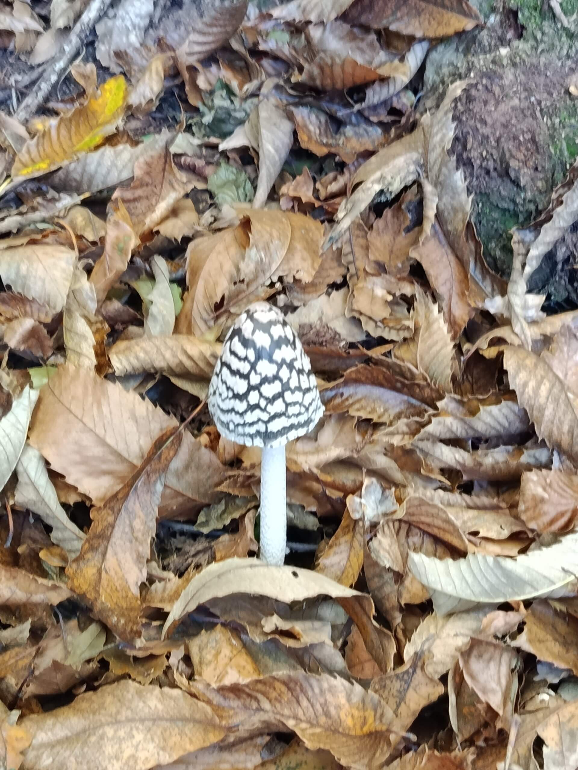 dimanche à ST-ANDRE SUR SEVRE
